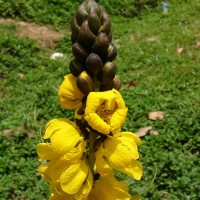 Senna didymobotrya (Fresen.) H.S.Irwin & Barneby